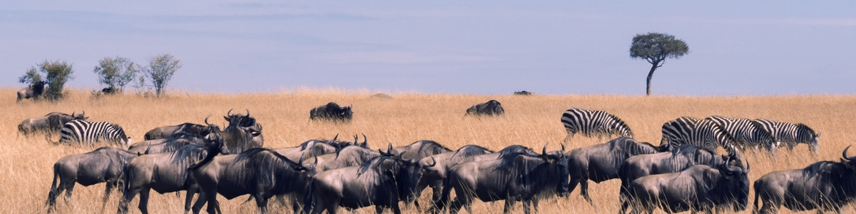 肯尼亚&坦桑尼亚 野奢非洲